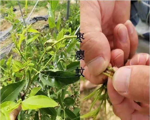 枣瘿蚊,水溶肥生产厂家 枣瘿蚊,水溶肥生产厂家