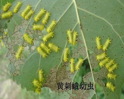 枣黄刺蛾,什么叶面肥最好