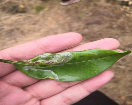 柑橘潜叶蛾,有机水溶肥