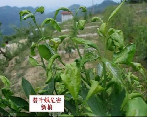 柑橘潜叶蛾,水溶肥生产厂家
