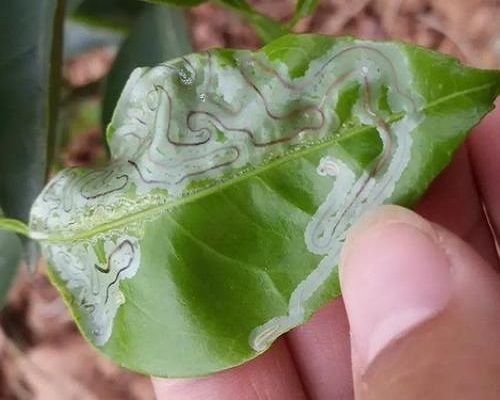 柑橘潜叶蛾,水溶肥价格