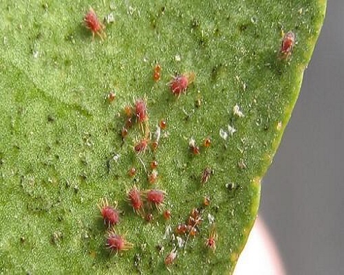柑橘红蜘蛛,蔬菜冲施肥