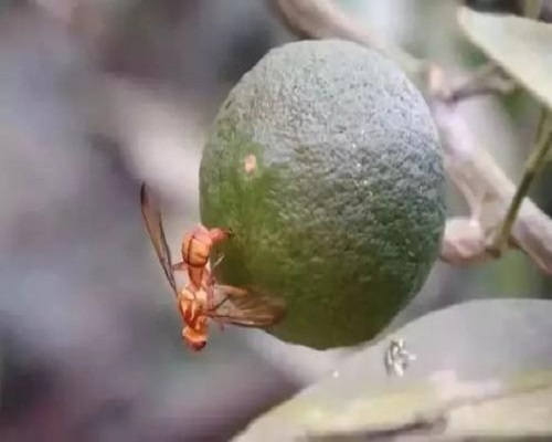 柑橘实蝇,高氮高钾水溶肥厂家