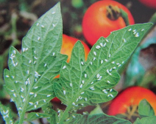 茄果类温室白粉虱,氨基酸叶面肥