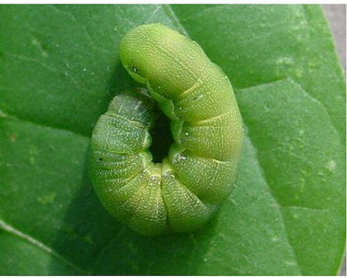 甜菜夜蛾,大量元素水溶肥标准