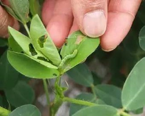 甜菜夜蛾,水溶肥生产厂家