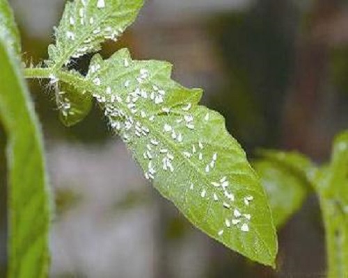温室白粉虱,最好的叶面肥