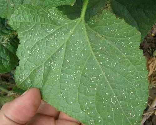 烟粉虱和 B型烟粉虱、Q型烟粉虱