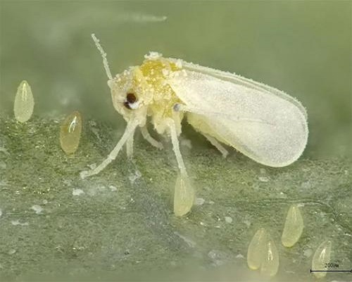 烟粉虱和 B型烟粉虱、Q型烟粉虱