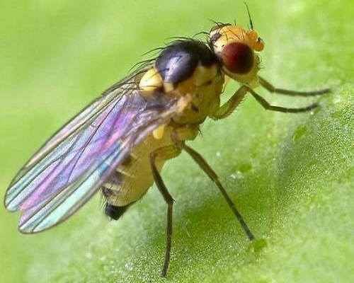 美洲斑潜蝇,蔬菜冲施肥 美洲斑潜蝇,蔬菜冲施肥