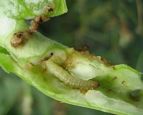 豇豆荚螟,大量元素水溶肥