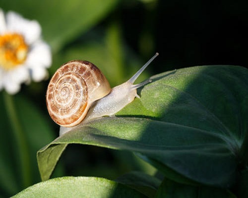 蜗牛,蔬菜冲施肥	