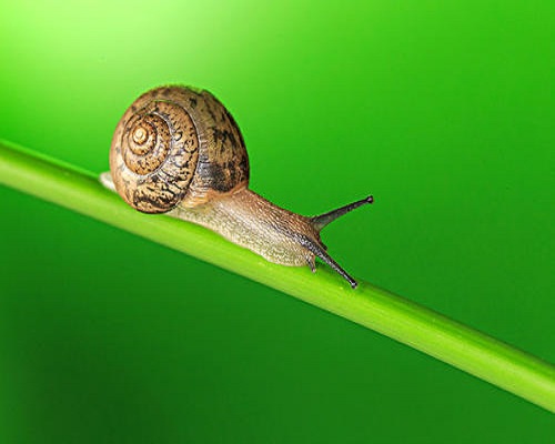 蜗牛,什么叶面肥最好