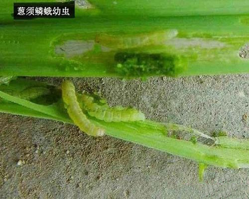 葱须鳞娥,求购桶装冲施肥