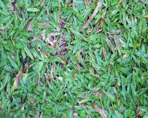 狗牙根,蔬菜冲施肥