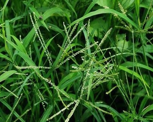 牛筋草,液体水溶肥