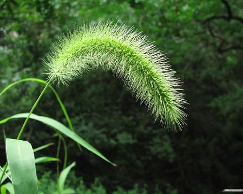 狗尾草,进口叶面肥冲施肥十大品牌