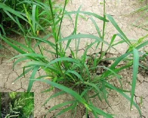 稗草,水溶肥价格