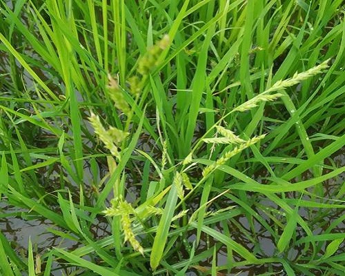 稗草,喷施叶面肥