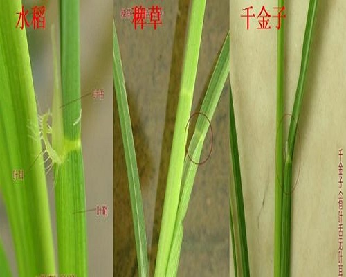 千金子,冲施肥价格