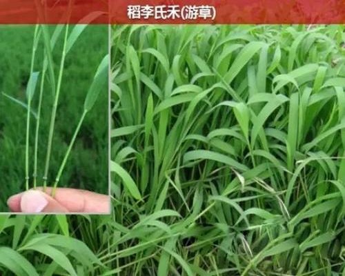 李氏禾,保花保果叶面肥