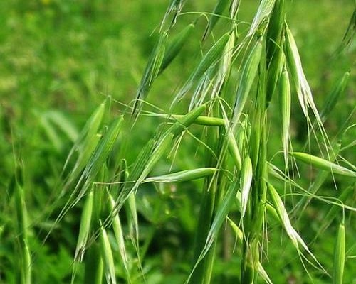 雀麦,冲施肥价格