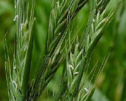 毒麦,蔬菜冲施肥