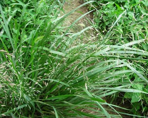 画眉草,水溶肥厂家批发价格