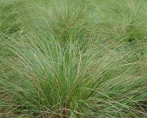 画眉草,腐植酸水溶肥厂家 画眉草,腐植酸水溶肥厂家