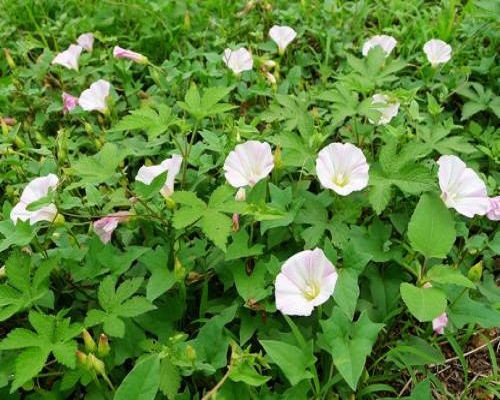 田旋花,冲施肥价格
