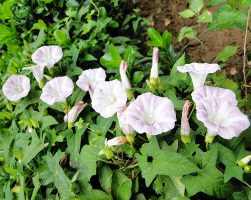 田旋花,氨基酸叶面肥