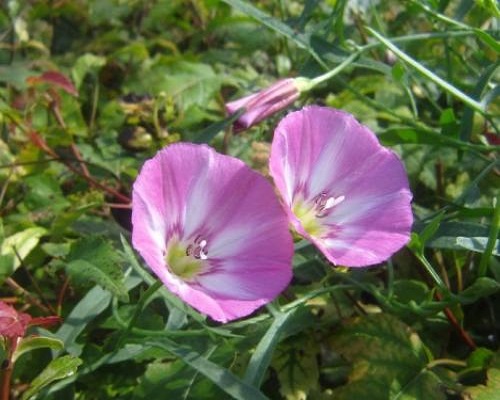 田旋花,液体水溶肥