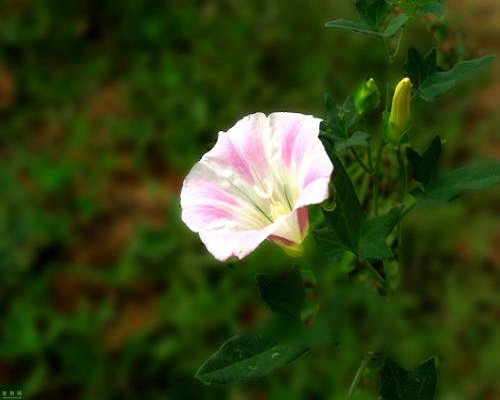 打碗花,水溶肥批发