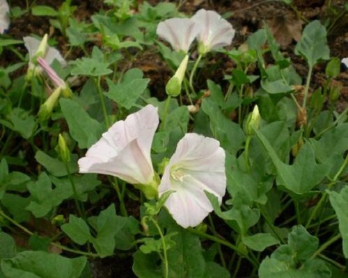 打碗花,水溶肥厂家供应水溶肥