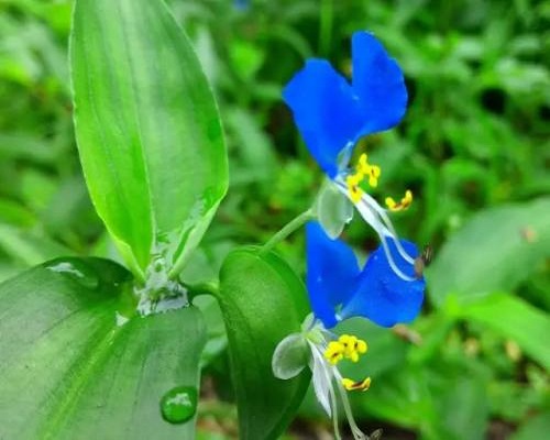 鸭跖草,蔬菜冲施肥
