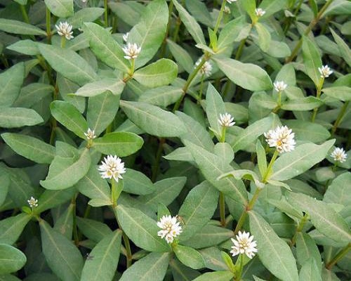 空心莲子草,叶面冲施肥