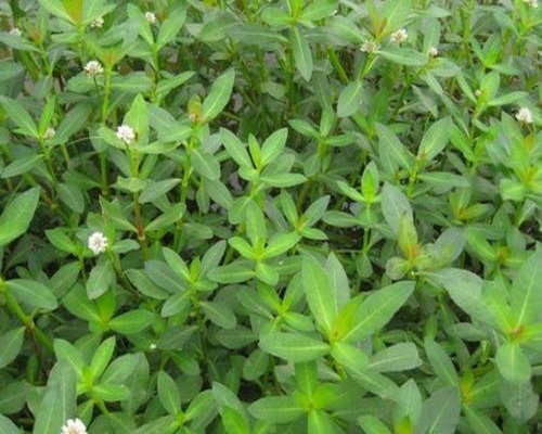 空心莲子草,水溶肥十大名牌
