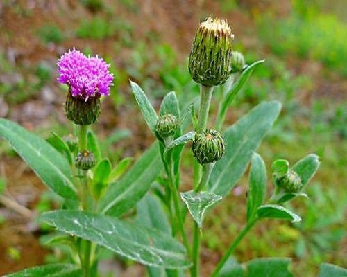 刺儿菜,喷施叶面肥