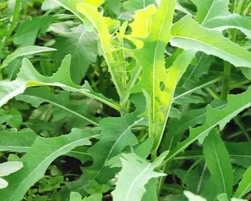 苣荬菜,冲施肥功能