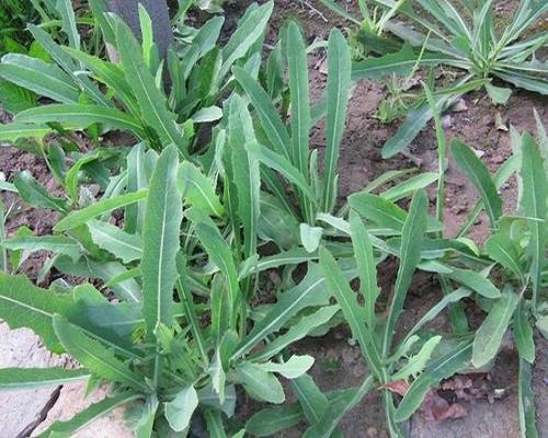 苣荬菜,叶面肥厂家