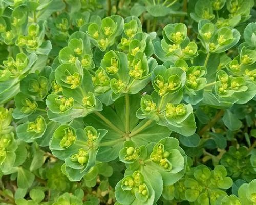 泽漆,蔬菜冲施肥