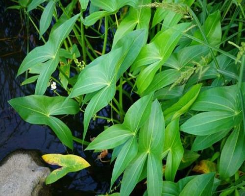 野慈姑,水溶肥生产厂家