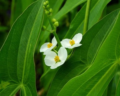野慈姑,叶面肥厂家