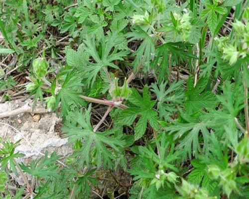 野老灌草,喷施叶面肥