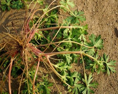 野老灌草,有机冲施肥