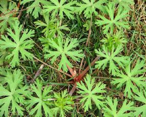野老灌草,水溶肥厂家排名