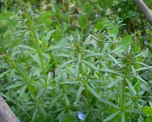 猪殃殃,中国最好的水溶肥