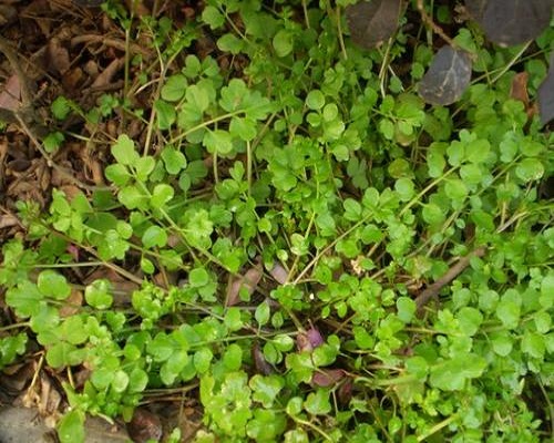 碎米荠,水溶肥生产厂家