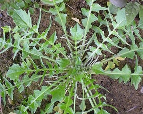 荠菜,冲施肥厂家
