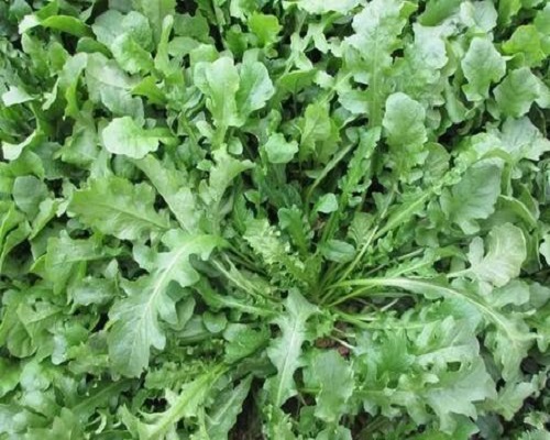 荠菜,国内水溶肥厂家排名